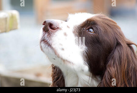 Braune und weiße langhaarige Cocker Spaniel dog portrait. Niedliche Tier, Pet. Outdoor, Uk. adorable Hund. Stockfoto