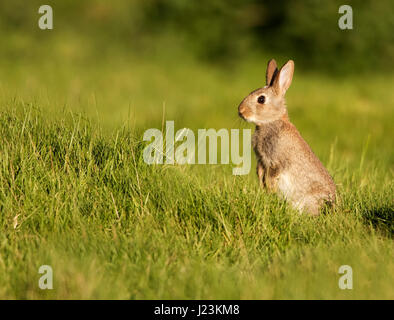 Ein junges Kaninchen (Oryctolagus Cuniculus) sitzen, genießen Sie die Abendsonne, Warwickshire Stockfoto