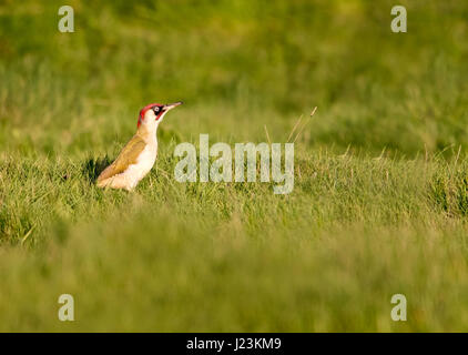 Einen männlichen Grünspecht (Picus Viridis) sucht nach Ameise & rodet auf Grünland, Warwickshire Stockfoto