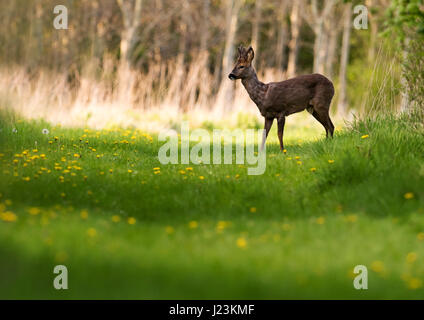 Buck Reh (Capreolus Capreolus) entsteht auf der Waldlichtung in Abendsonne, Warwickshire Stockfoto