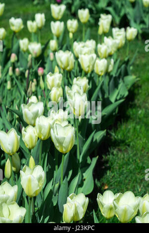 Viele weiße Tulpen in einem park Stockfoto