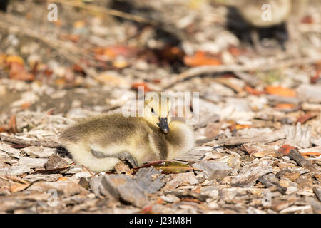 Kanada Gosling (Branta Canadensis) hocken Stockfoto