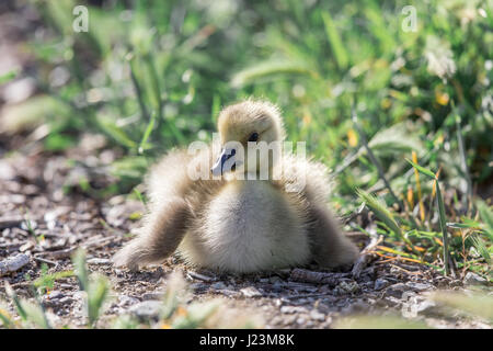 Kanada Gosling (Branta Canadensis) ruht. Stockfoto