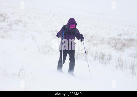 Skitouren im Blizzard-Bedingungen in den North Pennines, Burnhope Sitz, Cumbria UK Stockfoto
