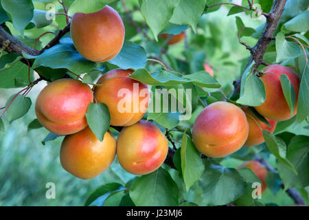 Aprikosen der Sorte Robada reift auf dem Zweig „Prunus armaniaca“, Washington State.fruit Stockfoto