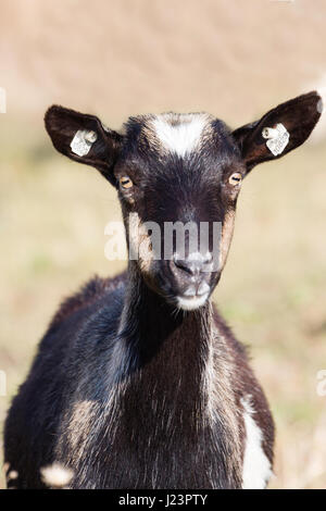 Porträt einer schwarzen Ziege ohne Hörner. Nutztier. Stockfoto