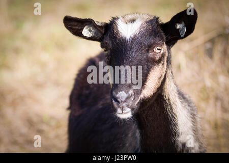 Porträt einer schwarzen Ziege ohne Hörner. Nutztier. Stockfoto