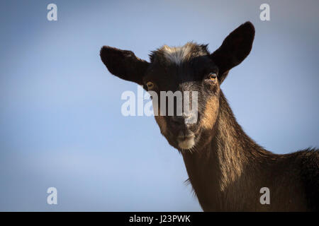 Porträt einer schwarzen Ziege ohne Hörner. Nutztier. Stockfoto