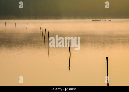 Pfählen in den See am Morgennebel und Sonne Strahlen. Stockfoto