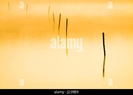 Pfählen in den See am Morgennebel und Sonne Strahlen. Stockfoto