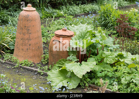 Rhabarber und ein Forcer Terrakottatöpfe in pflanzlichen garden.UK Stockfoto