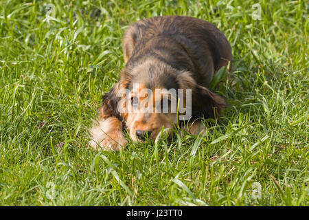 Zobel-farbige Englisch zeigen Cocker Spaniel Welpe, liegend auf Gras, die wartet, um zu spielen. Stockfoto