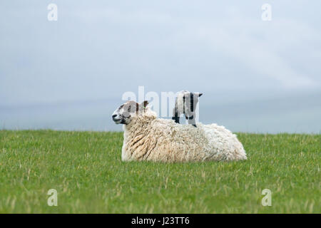 Neugeborenes Lamm stehend auf seine Mutter wieder in Sussex Feld. Stockfoto