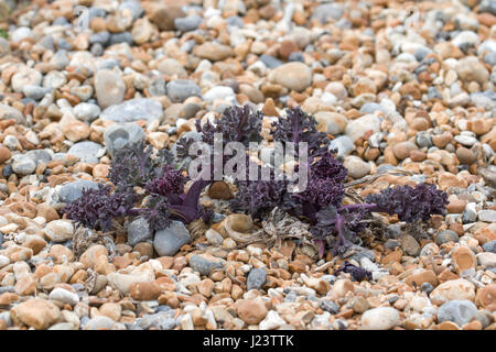 Neu gekeimt Seekohl am Kiesstrand in East Sussex. Stockfoto