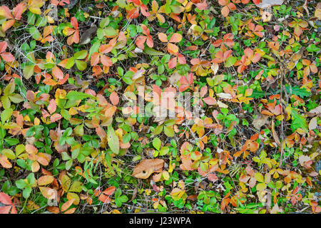 Bunte Erdbeerblätter auf den Herbst Wiese Stockfoto