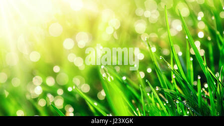 Grass Closeup mit Tau fällt in warmes Sonnenlicht, mit flachen Fokus und Hintergrundbeleuchtung für schöne Bokeh-Effekt im Hintergrund Stockfoto