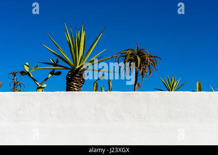 Kleine mediterrane Bäume wachsen auf einer weißen Wand Stockfoto
