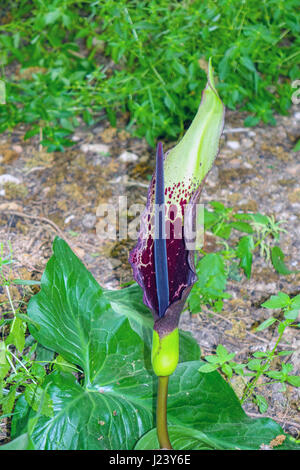 Arum Dioscoridis Blume, Rhodos, Griechenland, Mittelmeer, Europa Stockfoto