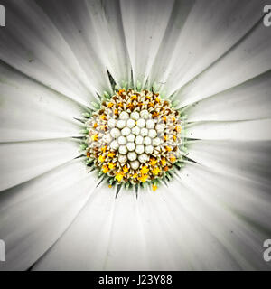 White Gerbera daisy flower. close-up von Gerber Blume. Mit selektiven Fokus isoliert. Stockfoto
