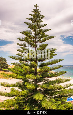 Nadelbäume vor dem Coogee-Pavillon in Sydney, New South Wales, Australien Stockfoto