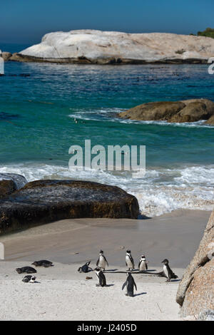 Afrikanische Pinguine am Boulders Beach (das Teil des Table Mountain National Park) in der Nähe von Simons Town, Südafrika. Stockfoto