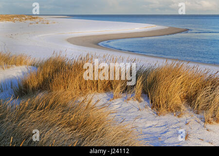 Weiße Dünen mit Strandhafer und Schnee (Ammophila Arenaria) am westlichen Strand von Sylt, Schleswig-Holstein, Deutschland Stockfoto