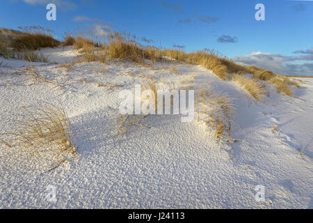 Weiße Dünen mit Strandhafer und Schnee (Ammophila Arenaria) am westlichen Strand von Sylt, Schleswig-Holstein, Deutschland Stockfoto