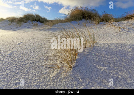 Weiße Dünen mit Strandhafer und Schnee (Ammophila Arenaria) am westlichen Strand von Sylt, Schleswig-Holstein, Deutschland Stockfoto