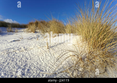 Weiße Dünen mit Strandhafer und Schnee (Ammophila Arenaria) am westlichen Strand von Sylt, Schleswig-Holstein, Deutschland Stockfoto