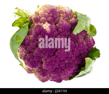 Blumenkohl der violetten Farbe. Studio Photo Stockfoto