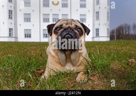 Mops Hund liegend auf einer Wiese vor Ahrensburg Burg, Schleswig-Holstein, Deutschland, Europa Stockfoto