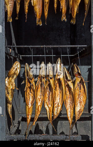 Geräucherte Fische in einem Ofen, Boltenhagen, Mecklenburg-West Pomerania, Deutschland, Europa Stockfoto
