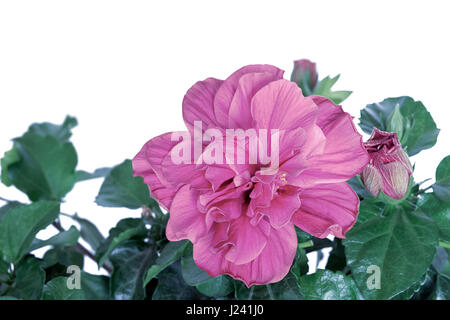 Rosa Hibiskus Blume isoliert auf weißem Hintergrund Stockfoto