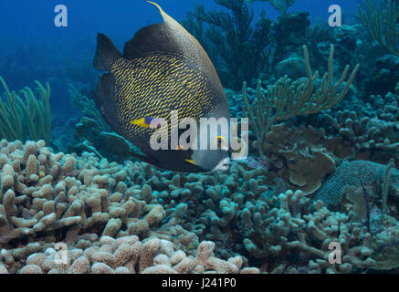 Französischer Kaiserfisch mit Spanisch Lippfische Kreuzfahrten entlang Korallenriff. Stockfoto