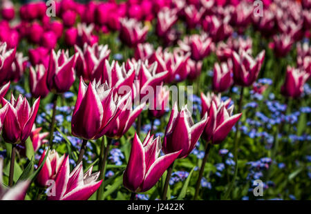 Nahaufnahme von Magenta farbigen Tulpen mit weißer Spitze Blütenblätter, führende diagonal über den Rahmen über Bodendecker kleiner azurblauen Blüten Stockfoto