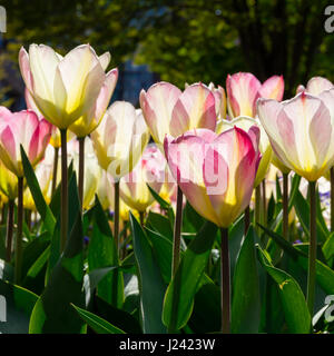 Weiß, rosa und gelbe Tulpen aus der Seite ebenerdig.  Tulpe Blütenblätter Leuchten mit Sonnenlicht hinter und Kontrast tiefgrünen Blätter. Stockfoto