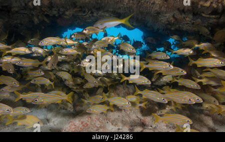 Eine große Schule Smallmouth Grunzen füllt ein schwimmen durch bei einem Tauchgang Website bekannt als Fire Coral Höhlen. Stockfoto