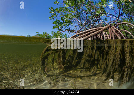 Über/unter der roten Mangroven-Baum. Stockfoto