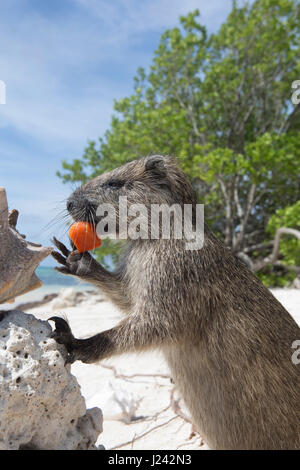 Ein Desmarest Baumratte isst ein Stück Obst auf einem sandigen Strand in Kuba. Stockfoto