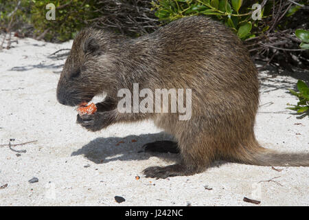 Ein Desmarest Baumratte isst ein Stück Obst auf einem sandigen Strand in Kuba. Stockfoto