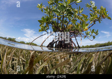 Über/unter der roten Mangroven-Baum. Stockfoto