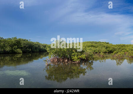 Reizvolle Aussicht von roten Mangroven in der Nähe von kubanischen Küste Stockfoto