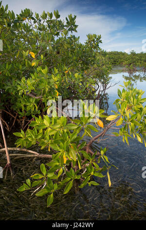 Reizvolle Aussicht von roten Mangroven in der Nähe von kubanischen Küste Stockfoto