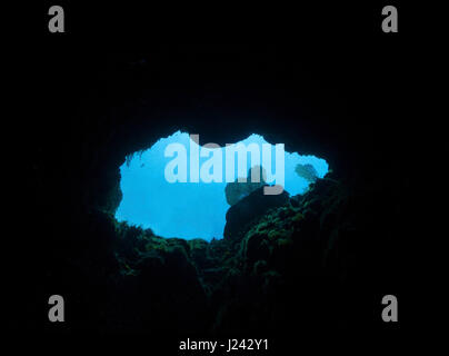 Auf der Suche nach oben durch Loch im Riff, Little Cayman Stockfoto