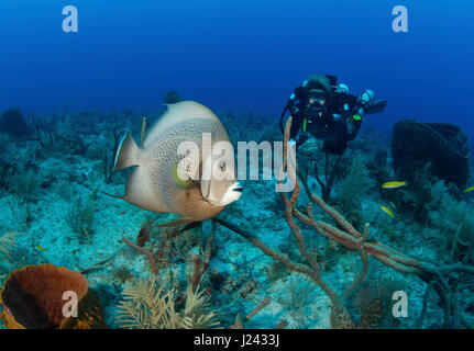 Taucher auf Rebreather mit Kaiserfisch. Stockfoto