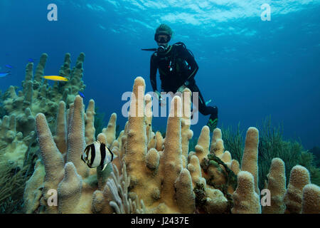 Riff-Szene mit Taucher und Säule Korallen. Stockfoto