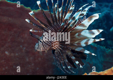 Invasive Rotfeuerfische am Riff in der Karibik. Stockfoto