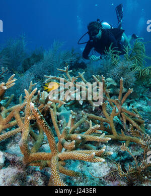Riff-Szene mit Hirschhorn Korallen. Stockfoto
