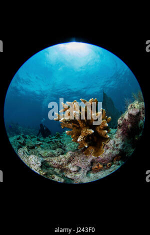 Riff-Szene mit Hirschhorn Korallen. Stockfoto