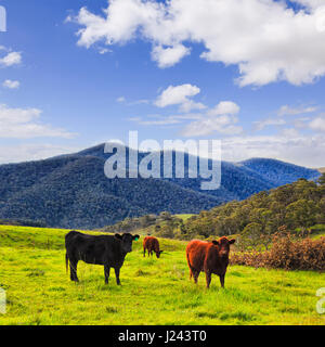 Schwarze und braune Angus Bullen wachsen auf Weiden Rinderfarm auf dem grünen Rasen unter sauberen Himmelblau in Blue Mountains Coutry Tal. Stockfoto